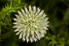 Echinops sahyadricus