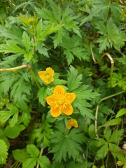 Trollius