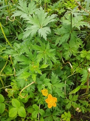 Trollius