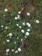 Bellis perennis