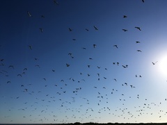 Ichthyaetus audouinii