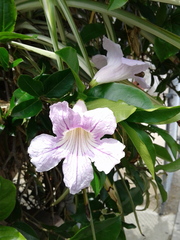 Bignonia callistegioides