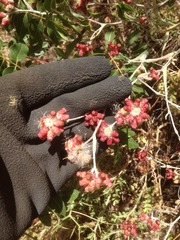 Helichrysum sanguineum