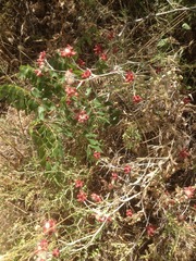 Helichrysum sanguineum