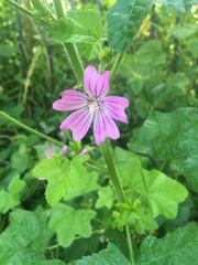 Malva sylvestris
