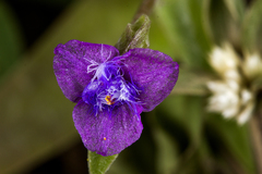 Cyanotis fasciculata