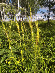 Pedicularis incarnata