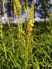 Pedicularis incarnata