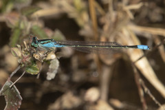 Pseudagrion coeleste