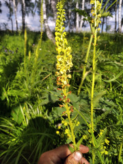 Pedicularis incarnata