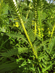 Pedicularis incarnata