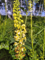 Pedicularis incarnata