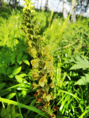 Pedicularis incarnata