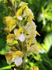 Pedicularis incarnata