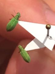 Polydrusus impressifrons