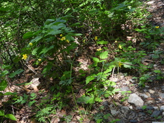 Ranunculus japonicus