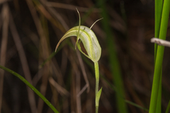 Pterostylis acuminata
