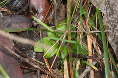 Pterostylis acuminata