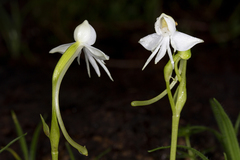 Habenaria rariflora