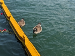 Branta canadensis