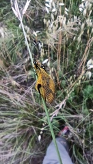 Libelloides longicornis