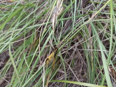 Libelloides longicornis