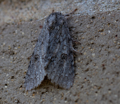 Acronicta rubricoma