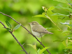 Greenish Warbler photo 5