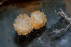 Latrodectus geometricus