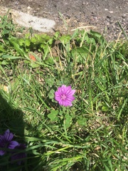 Malva sylvestris