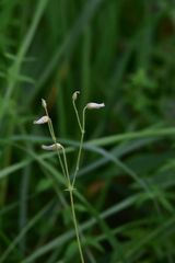 Cerastium pauciflorum
