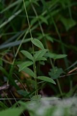 Cerastium pauciflorum
