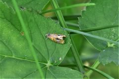 Olethreutes arcuella