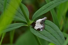 Mesoleuca albicillata