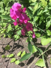 Lathyrus latifolius