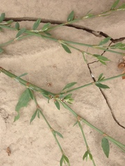 Polygonum aviculare depressum