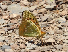 Argynnis