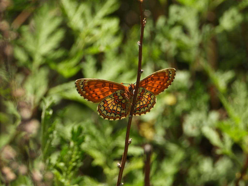 Blackvein Fritillary