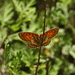 Melitaea arcesia - Photo (c) 茶棚,  זכויות יוצרים חלקיות (CC BY-NC), הועלה על ידי 茶棚