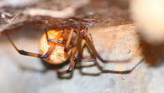 Latrodectus geometricus