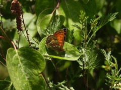 Melitaea arcesia