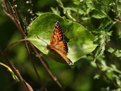 Melitaea arcesia