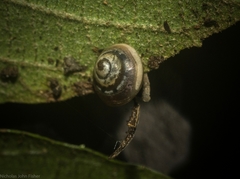 Posorites conscendens