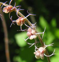 Ozomelis stauropetala