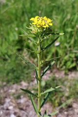 Erysimum marschallianum