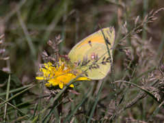 Colias myrmidone