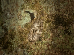 Polylopha epidesma