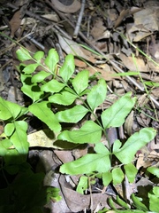Lindsaea agatii
