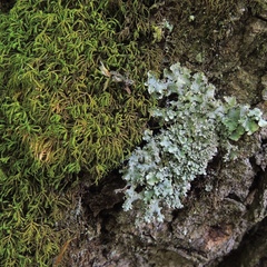 Punctelia appalachensis