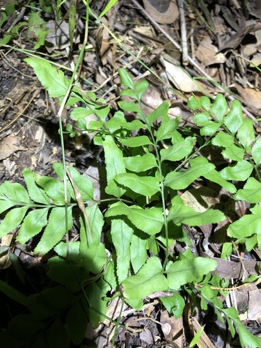 Lindsaea agatii observed 2020-06-22